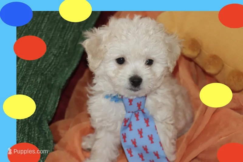 MAXI – Maltipoo, Poodle - Toy  puppy for sale in Vallejo, CA