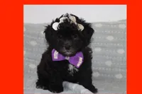 Toy maltipoo, a female Maltipoo for sale in Vallejo, CA – 3 of 7