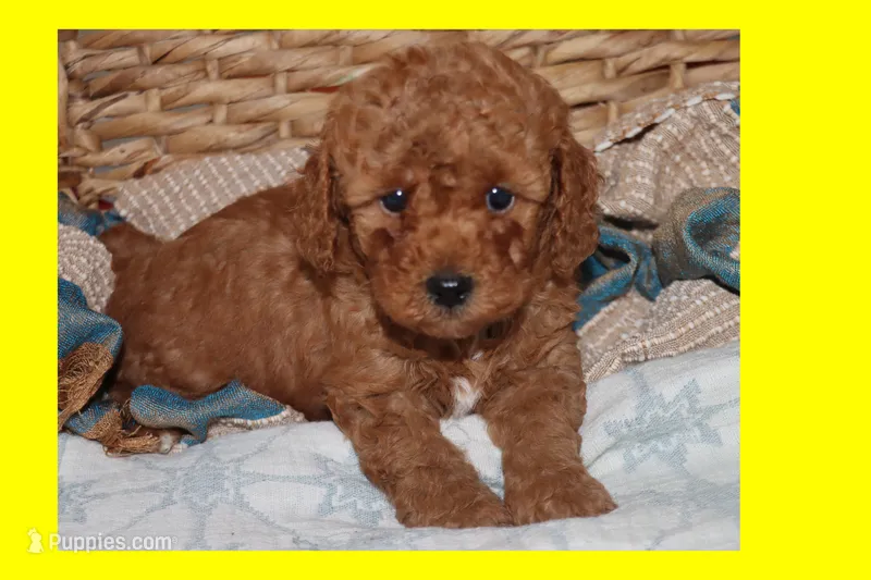OSITO – Maltipoo, Poodle - Toy  puppy for sale in Vallejo, CA