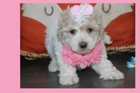 Grace, a female Maltipoo and Poodle - Toy  for sale in Vallejo, CA – 2 of 3