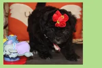 MIA, a female Maltipoo for sale in Vallejo, CA – 3 of 3