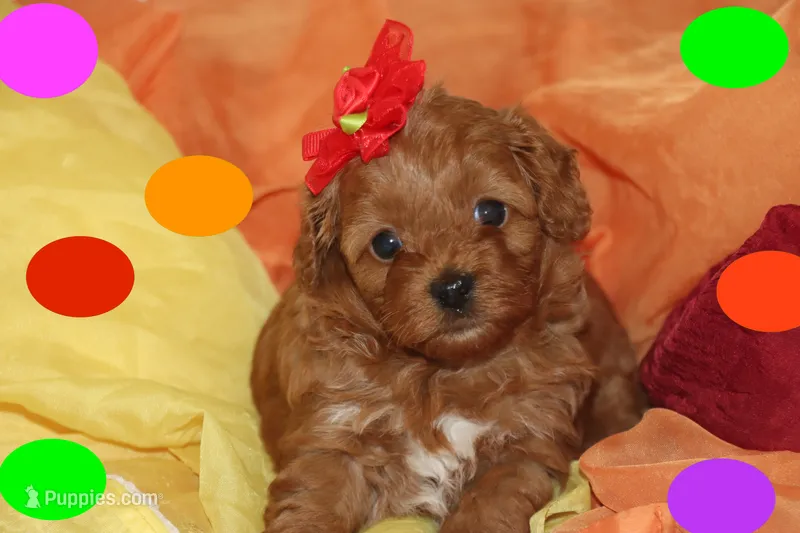 ELITA – Maltipoo, Poodle - Toy  puppy for sale in Vallejo, CA