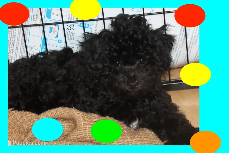 Bogie – Maltipoo, Poodle - Toy  puppy for sale in Vallejo, CA