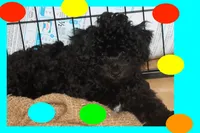 Bogie, a male Maltipoo and Poodle - Toy  for sale in Vallejo, CA – 1 of 3