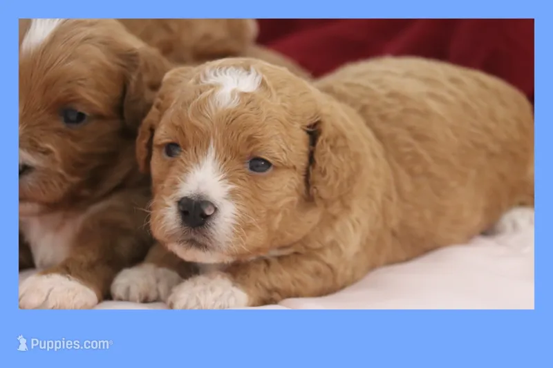 Red toy Maltipoo  – Maltipoo, Poodle - Toy  puppy for sale in Vallejo, CA