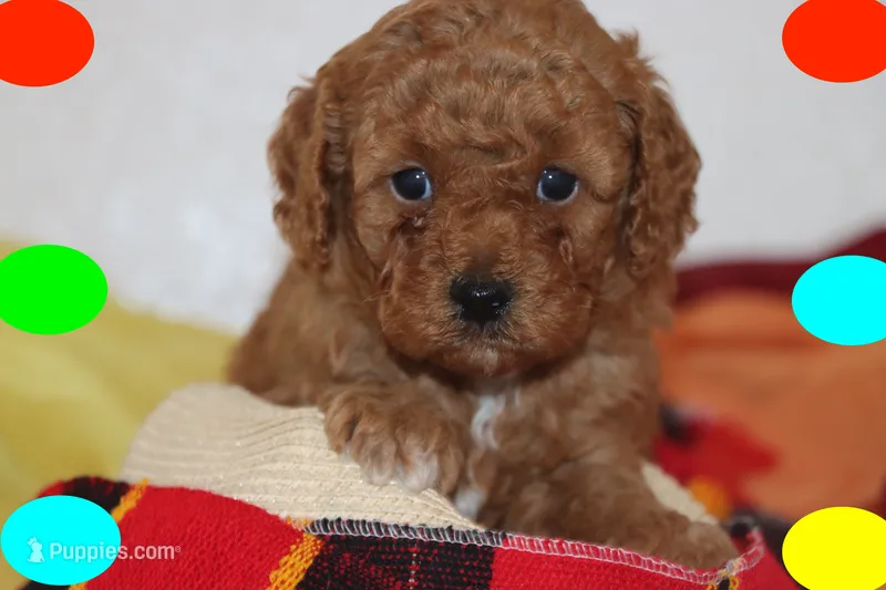 OSITO – Maltipoo, Poodle - Toy  puppy for sale in Vallejo, CA