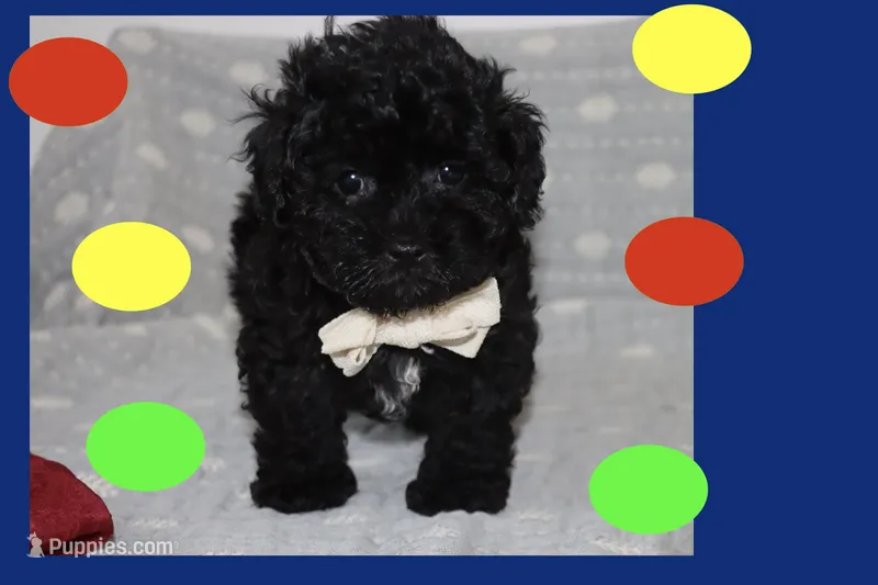 Bogie – Maltipoo, Poodle - Toy  puppy for sale in Vallejo, CA