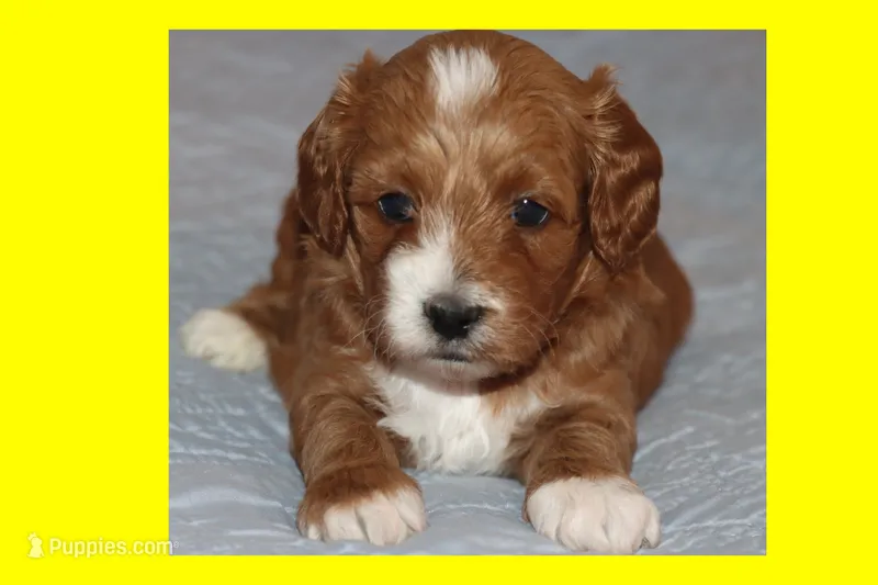CINNAMON – Maltipoo, Poodle - Toy  puppy for sale in Vallejo, CA