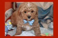 ANAN, a male Maltipoo and Poodle - Toy  for sale in Vallejo, CA – 3 of 3