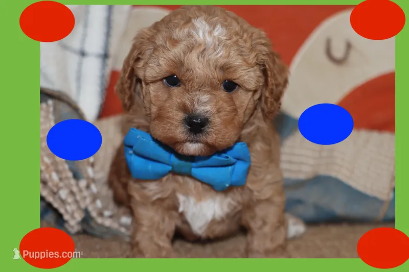 ANAN – Maltipoo, Poodle - Toy  puppy for sale in Vallejo, CA