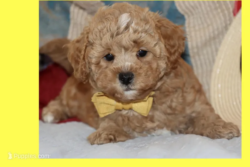 ANAN – Maltipoo, Poodle - Toy  puppy for sale in Vallejo, CA