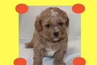 ANAN, a male Maltipoo and Poodle - Toy  for sale in Vallejo, CA – Photo 3 of 3