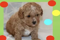 ANAN, a male Maltipoo and Poodle - Toy  for sale in Vallejo, CA – Photo 2 of 3