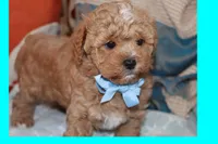 ANAN, a male Maltipoo and Poodle - Toy  for sale in Vallejo, CA – 2 of 3