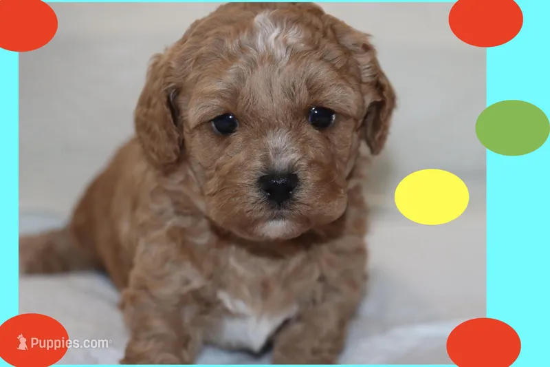 ANAN – Maltipoo, Poodle - Toy  puppy for sale in Vallejo, CA