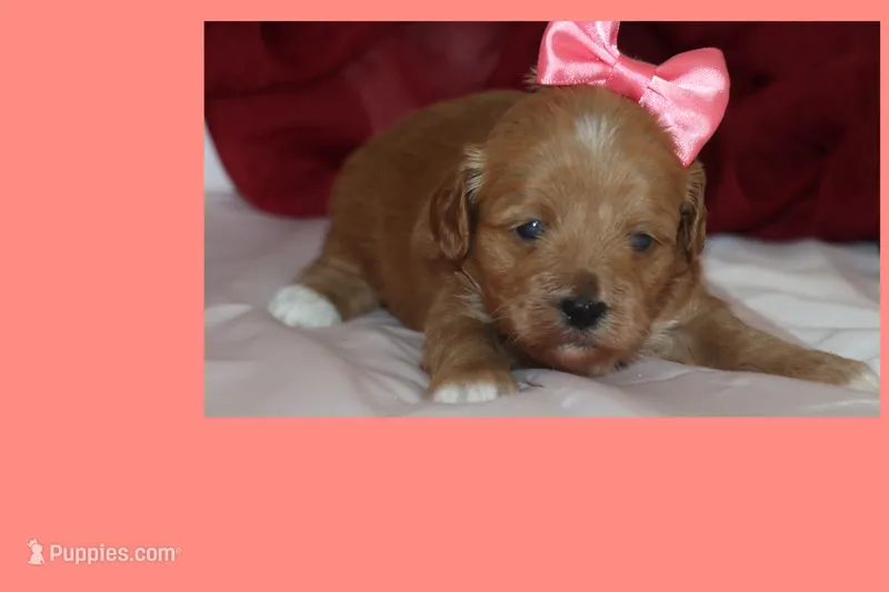 TIFANI – Maltipoo, Poodle - Toy  puppy for sale in Vallejo, CA
