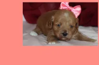 TIFANI, a female Maltipoo and Poodle - Toy  for sale in Vallejo, CA – 1 of 3