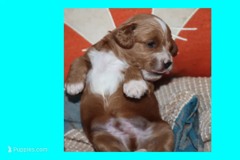 Red toy Maltipoo  – Maltipoo, Poodle - Toy  puppy for sale in Vallejo, CA