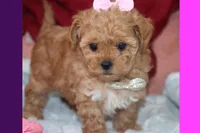 EMILIA, a female Maltipoo and Poodle - Toy  for sale in Vallejo, CA – 3 of 3
