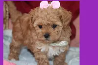 EMILIA, a female Maltipoo and Poodle - Toy  for sale in Vallejo, CA – 2 of 3