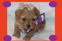 EMILIA, a female Maltipoo and Poodle - Toy  for sale in Vallejo, CA – Photo 3 of 3