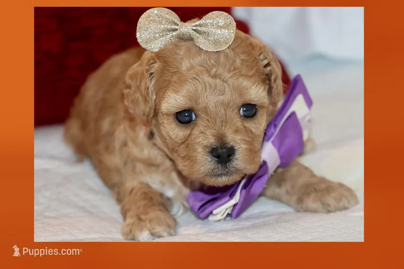 EMILIA – Maltipoo, Poodle - Toy  puppy for sale in Vallejo, CA
