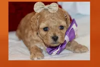 EMILIA, a female Maltipoo and Poodle - Toy  for sale in Vallejo, CA – Photo 1 of 3