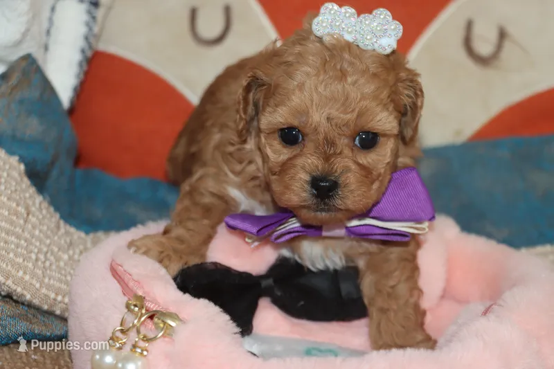 EMILIA – Maltipoo, Poodle - Toy  puppy for sale in Vallejo, CA