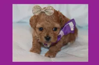 EMILIA, a female Maltipoo and Poodle - Toy  for sale in Vallejo, CA – Photo 2 of 3