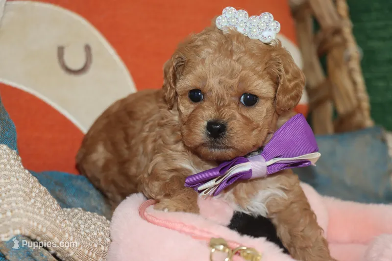 EMILIA – Maltipoo, Poodle - Toy  puppy for sale in Vallejo, CA