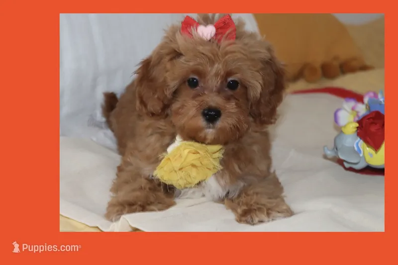Sofia – Maltipoo, Poodle - Toy  puppy for sale in Vallejo, CA