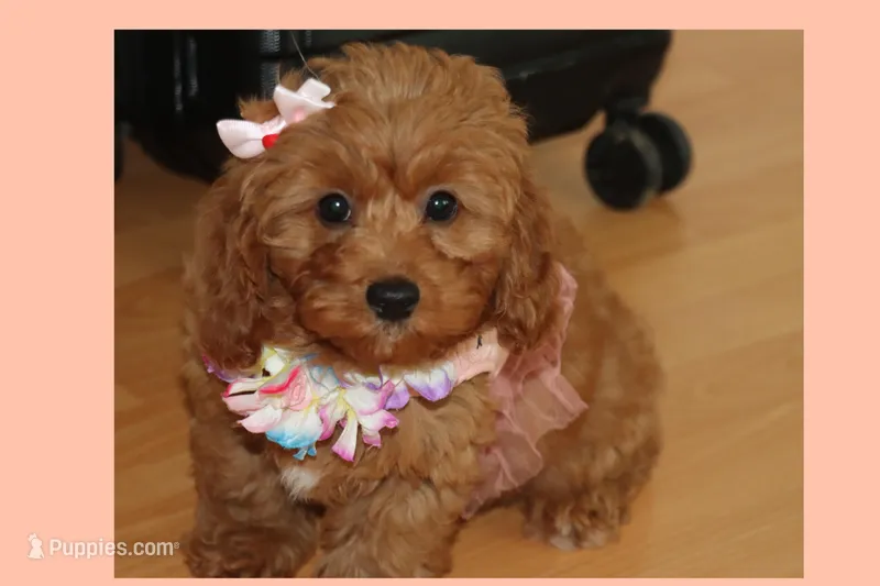 Red toy maltipoo
