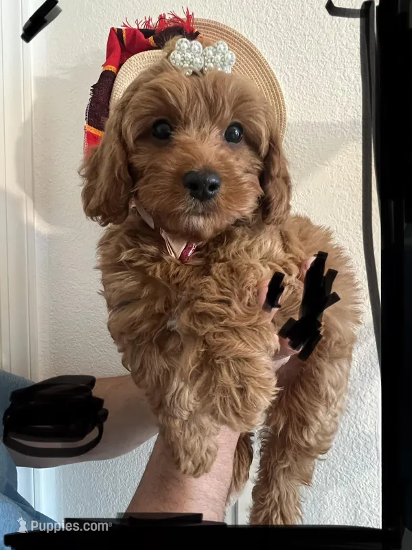 Red toy maltipoo