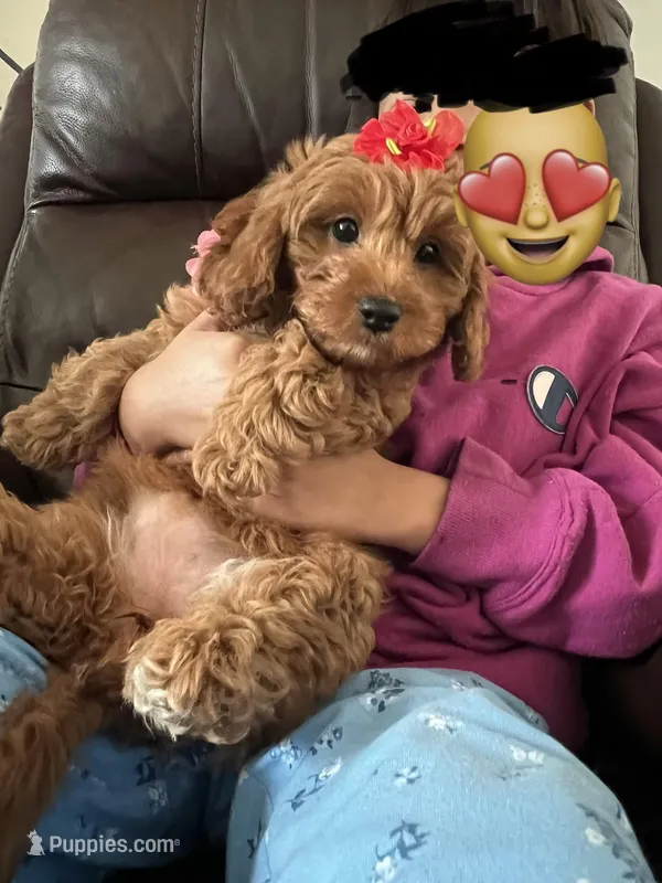 Red toy maltipoo
