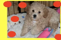 Apricot puppy, a female Maltipoo and Poodle - Toy  for sale in Vallejo, CA – 3 of 4