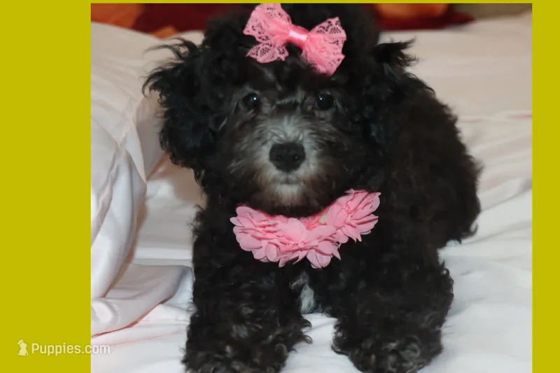 MIA – Maltipoo puppy for sale in Vallejo, CA
