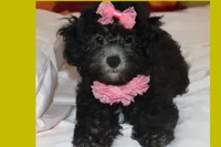 MIA, a female Maltipoo for sale in Vallejo, CA – 1 of 4