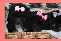 Toy puppy maltipoo, a female Maltipoo for sale in Vallejo, CA – 3 of 7