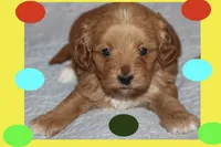 Caramel , a male Maltipoo and Poodle - Toy  for sale in Vallejo, CA – 2 of 3