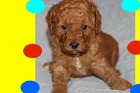 OSITO, a male Maltipoo and Poodle - Toy  for sale in Vallejo, CA – 3 of 4