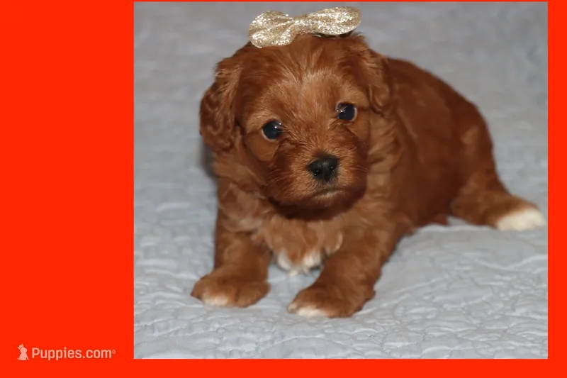 ELITA – Maltipoo, Poodle - Toy  puppy for sale in Vallejo, CA