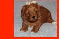 ELITA, a female Maltipoo and Poodle - Toy  for sale in Vallejo, CA – 1 of 3