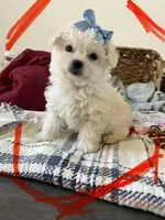 Toy puppy Maltipoo , a female Maltipoo and Poodle - Toy  for sale in Vallejo, CA – Photo 1 of 3