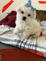 Toy puppy Maltipoo , a female Maltipoo and Poodle - Toy  for sale in Vallejo, CA – Photo 3 of 3