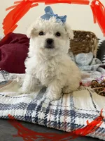 Toy puppy Maltipoo , a female Maltipoo and Poodle - Toy  for sale in Vallejo, CA – Photo 2 of 3