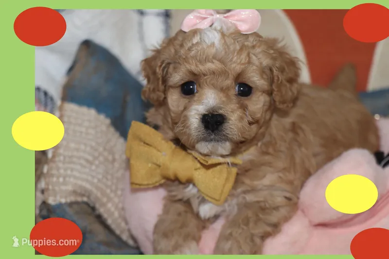 ARIA – Maltipoo, Poodle - Toy  puppy for sale in Vallejo, CA