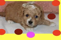 ALLY, a female Maltipoo and Poodle - Toy  for sale in Vallejo, CA – Photo 3 of 3