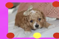ALLY, a female Maltipoo and Poodle - Toy  for sale in Vallejo, CA – Photo 2 of 3