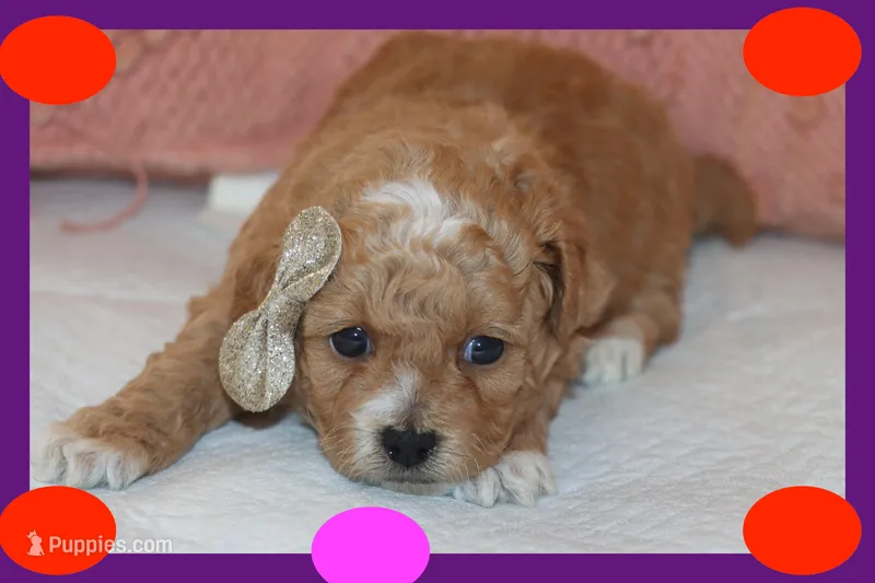 ALLY – Maltipoo, Poodle - Toy  puppy for sale in Vallejo, CA