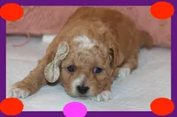 ALLY, a female Maltipoo and Poodle - Toy  for sale in Vallejo, CA – Photo 1 of 3